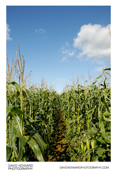 Footpath through maize field, Wycomb