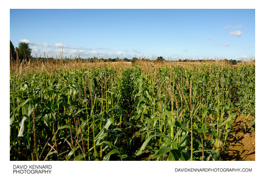 Footpath across maize field, Wycomb