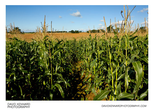 Footpath through maize field, Wycomb