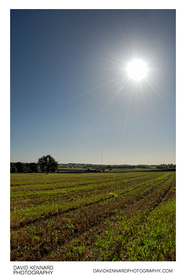 Sun and field, Scalford