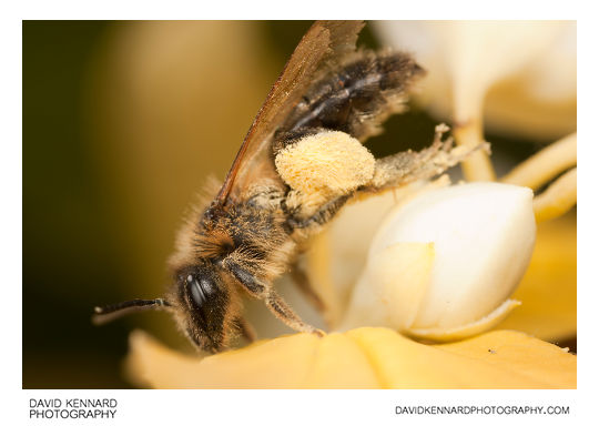Andrena sp. Bee