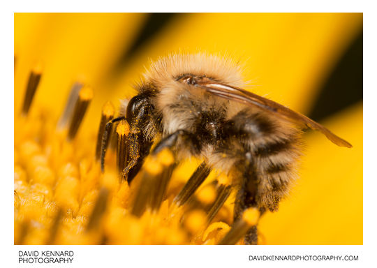 Common carder bumblebee (Bombus pascuorum)