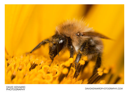 Common carder bumblebee (Bombus pascuorum)