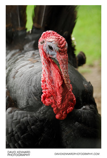 Norfolk Back Turkey at Acton Scott Historic Working Farm