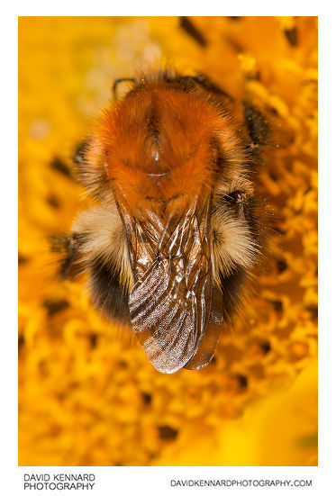 Common carder bumble bee (Bombus pascuorum)