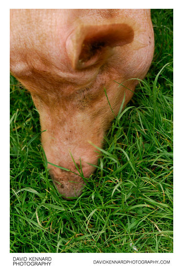 Pig at Acton Scott Victorian Farm