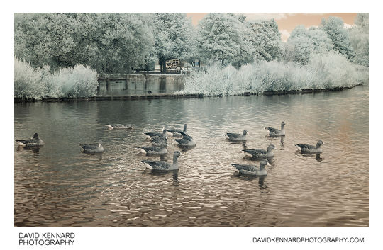 Infrared photo of Greylag Geese on Corby Boating Lake in Corby