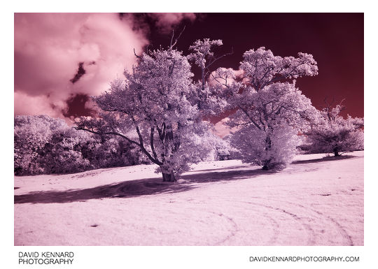 Infrared photo of trees at Corby Boating Lake