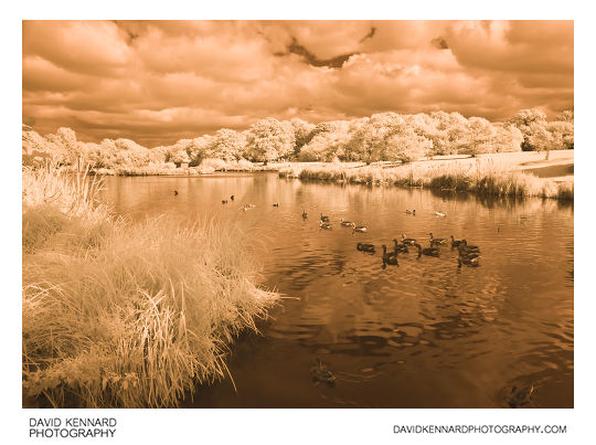 Infrared photo of Greylag Geese at Corby Boating Lake