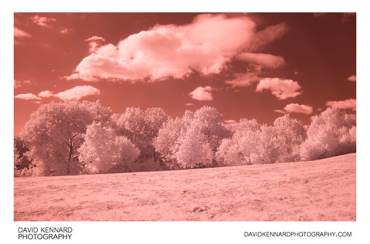 Trees, Grass, and Clouds in Infrared