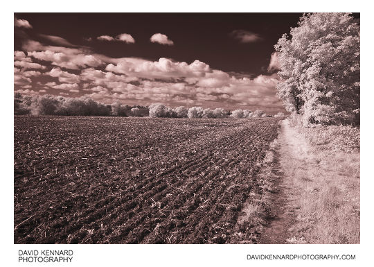 Standaard taart limoen Infrared photography with the Fuji IS-Pro – first impressions · David  Kennard Photography