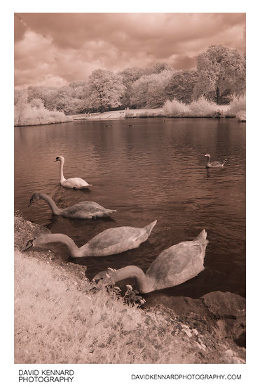 Juvenile Swans at Corby Boating Lake in IR