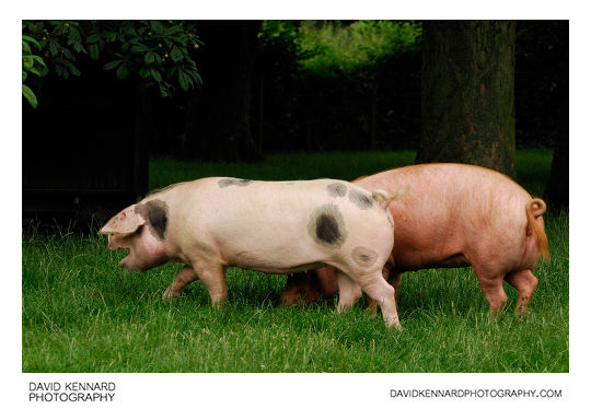 Pigs at Acton Scott Victorian farm