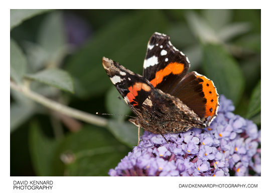 Red Admiral Butterfly (Vanessa atalanta)