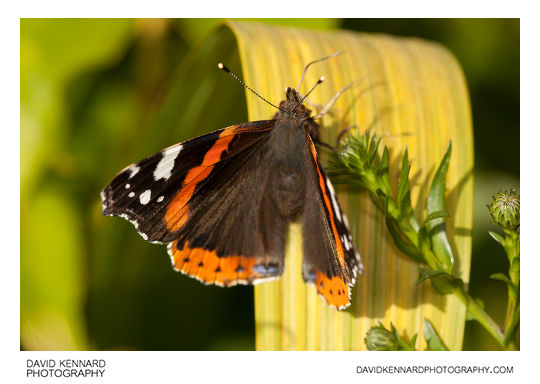 Red Admiral Butterfly (Vanessa atalanta)