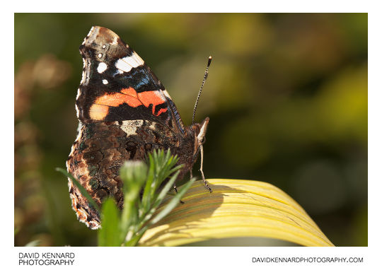 Red Admiral Butterfly (Vanessa atalanta)
