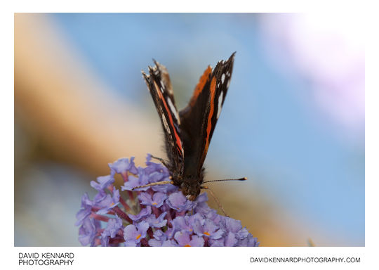 Red Admiral Butterfly (Vanessa atalanta)