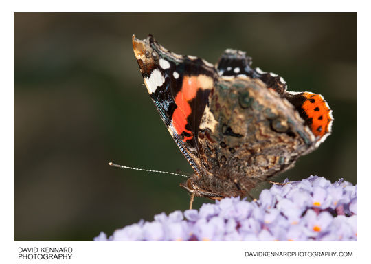 Red Admiral Butterfly (Vanessa atalanta)