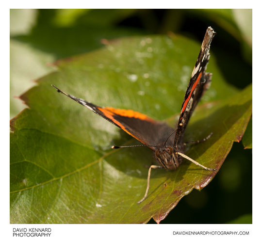 Red Admiral Butterfly (Vanessa atalanta)