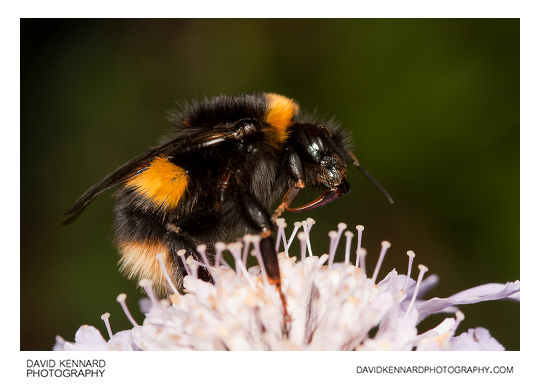 Buff-tailed Bumblebee (Bombus terrestris)