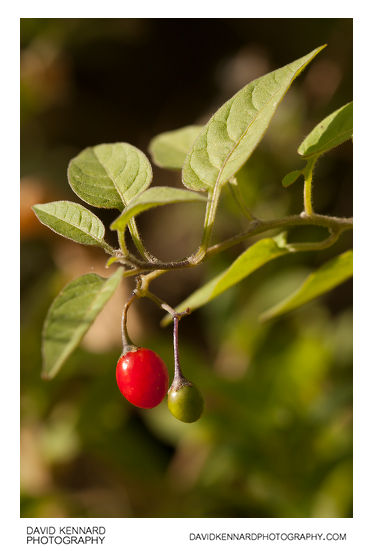Woody nightshade (Solanum dulcamara) with berry