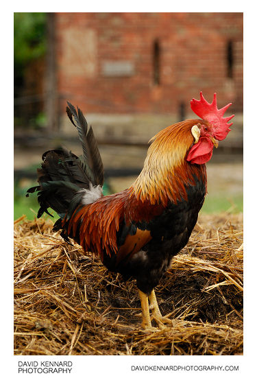 Rooster at Acton Scott Historic Working Farm