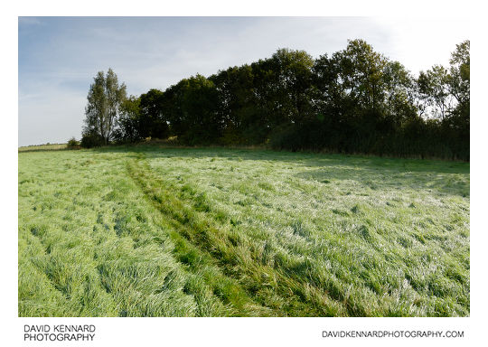 Grassy field, Harborough