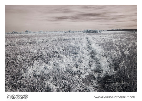 Path through harvested field, Lubenham, in infrared