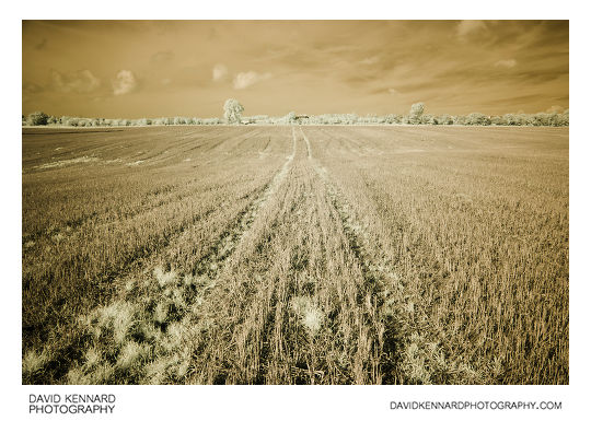 Harvested field, Harborough, in infrared