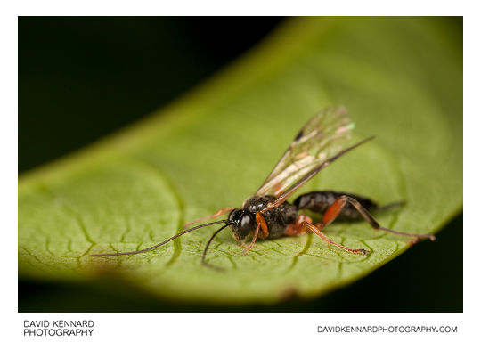 Female Ichneumon wasp