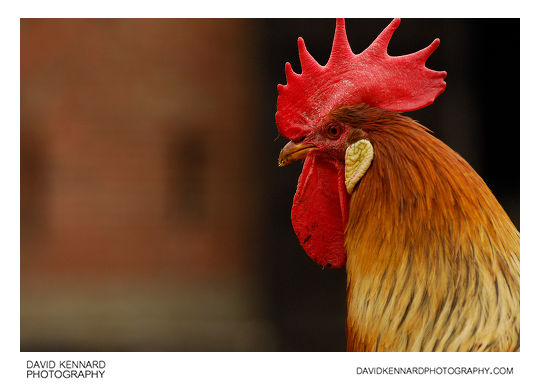 Rooster at Acton Scott Historic Working Farm