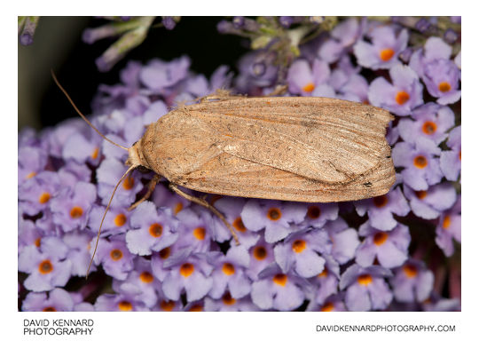 Large Yellow Underwing moth (Noctua pronuba)