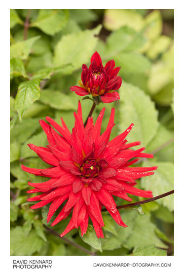 Dahlia plant with red flower