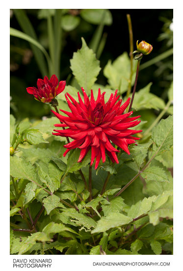 Dahlia plant with red flower