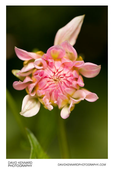 Pink Dahlia flower bud opening