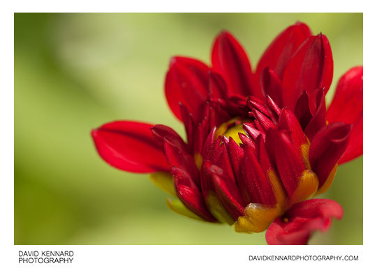 Red Dahlia flower bud opening