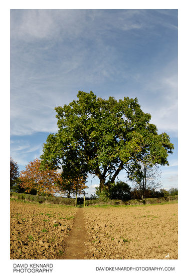 Ploughed field and large tree