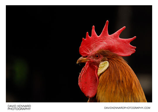 Rooster at Acton Scott Historic Working Farm