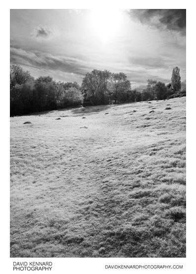 Grassy field B&W infrared