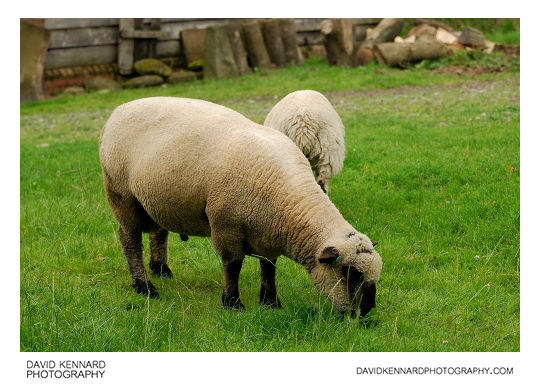 Shropshire Sheep