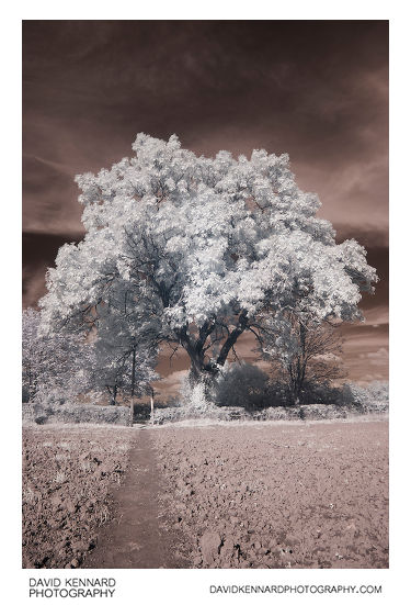 Ploughed field and large tree (Infrared)