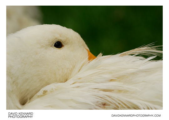 White duck at Acton Scott Historic Working Farm