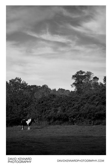 Shire horse in field