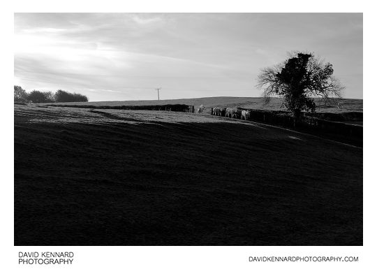 Cattle and Valley, East Farndon