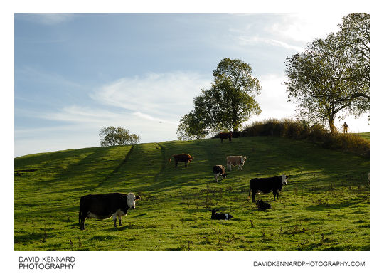 Cattle in field near East Farndon