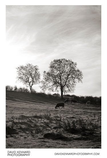 Autumn morning in East Farndon