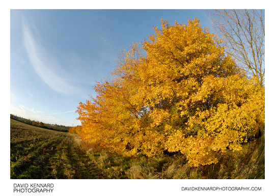 Bright yellow tree at Farndon Fields in autumn