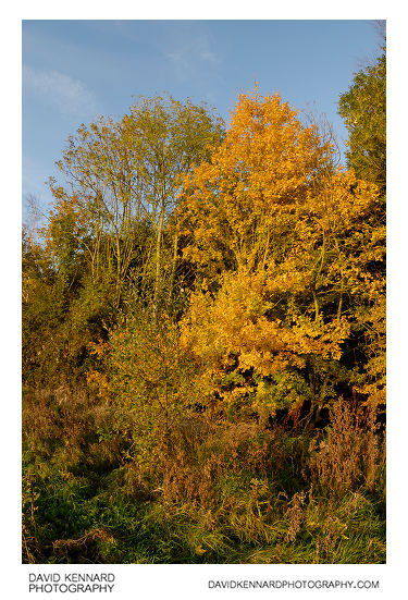 Yellow autumnal tree