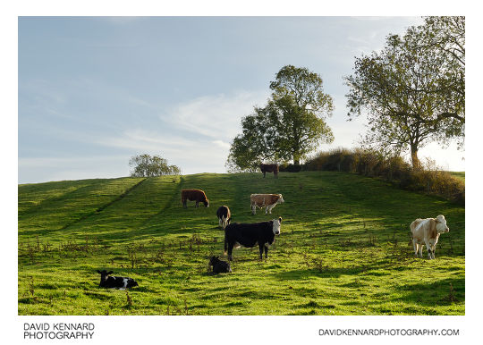 Cattle in field, East Farndon