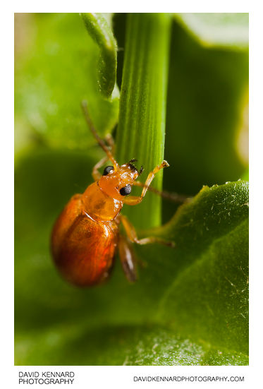 Tansy Ragwort Flea Beetle (Longitarsus jacobaeae)